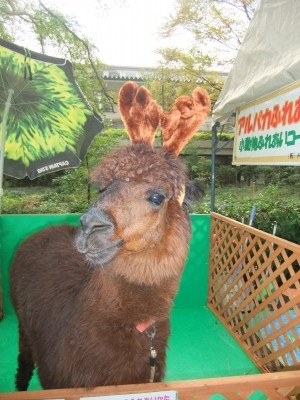 アルパカのミルクちゃん