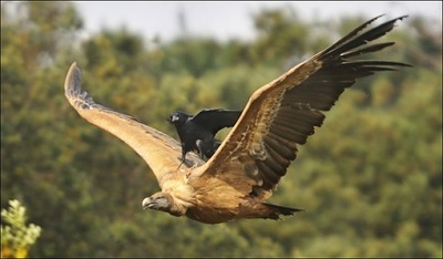 bird2