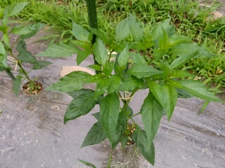 20190708_3588783.jpg