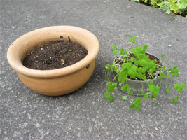 植え替え用の鉢を用意します