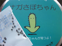 ナガサボの種の様子