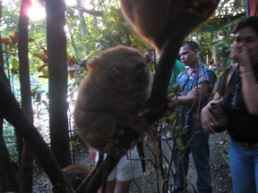 BOHOL