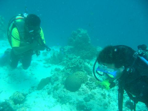 フィリピン セブ島 モアルボアル ダイビング