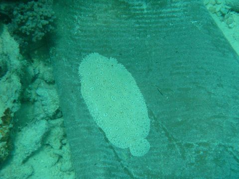 フィリピン セブ島 モアルボアル ダイビング