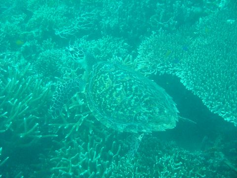 フィリピン セブ島 モアルボアル ダイビング