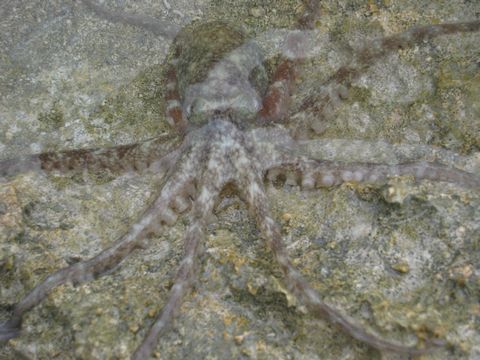 カオハガン島 画像2