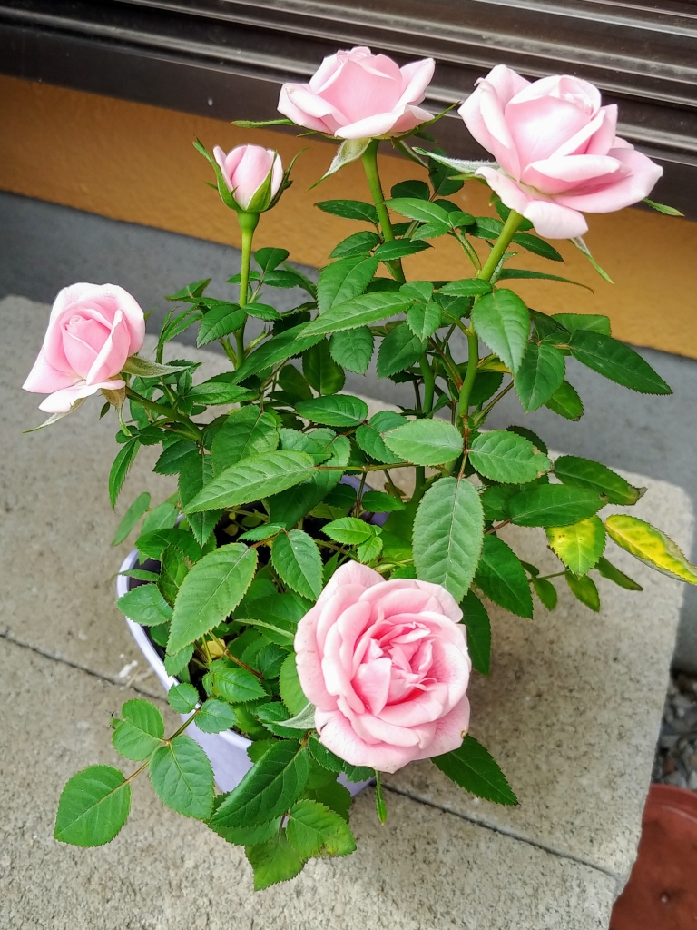 100均の花肥料でミニバラの植え替えをしたよ 初めてのバラ栽培にチャレンジ ベランダでガーデニング オタちょき オタク女子が貯金美人になるための ブログ