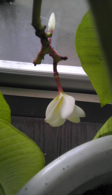 IMAG0406.jpg