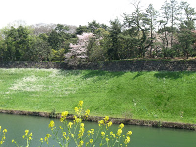半蔵門から千鳥ヶ淵へ3