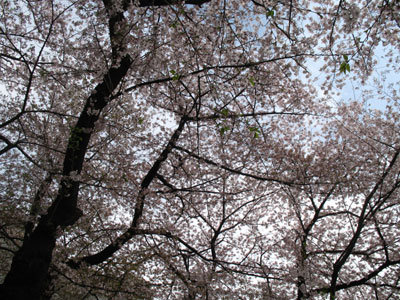 靖国の桜天井