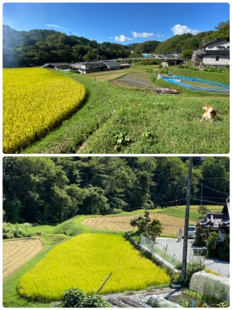 image0.jpeg