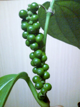 胡椒