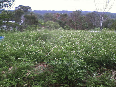 センダン草