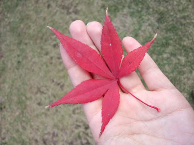 もみじ