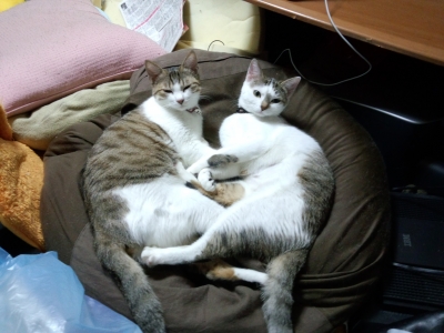 左右対称にゃんこ