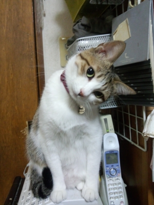首をかしげるクリ