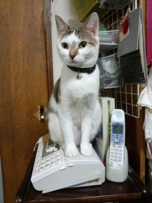 電話にのるハナ