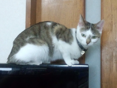 テレビに乗るハナポチ