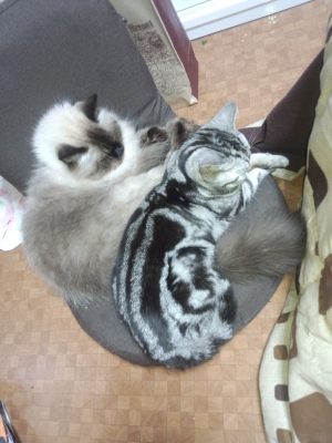 ミカンとプリン