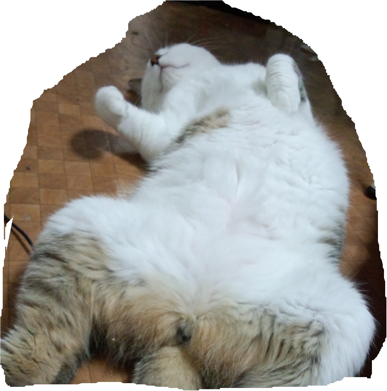ひっくり返るハナポチ