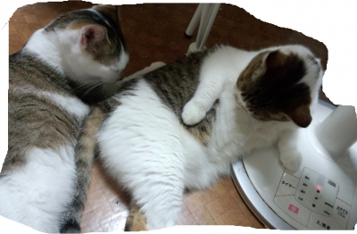 扇風機前のねこやん