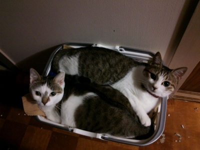 洗濯かごの2匹