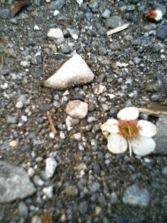 110218_130927.JPG