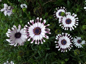 検索の結果アフリカンデージー 快適生活ノススメ