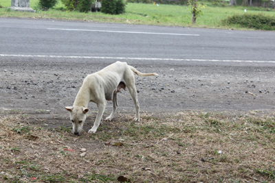 バリの犬