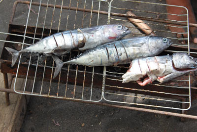 餌だけど、、、1