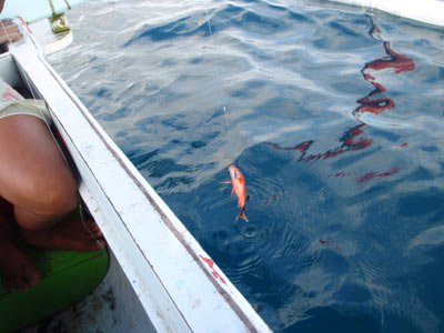 魚