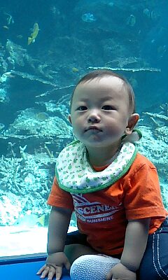 お魚さんと一緒に