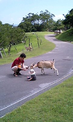 やぎとだんなとチビりん