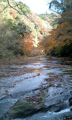 養老渓谷の紅葉