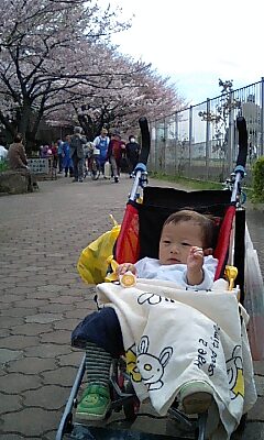 桜がまだ満開ではなかったわ