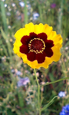 このお花、気に入った。
