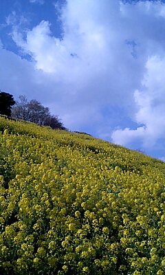 菜の花たくさーん