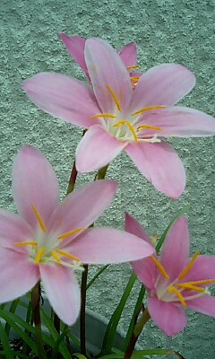 なんの花だっけかなぁ。