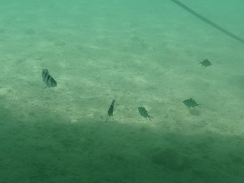 島の下はかわいいお魚