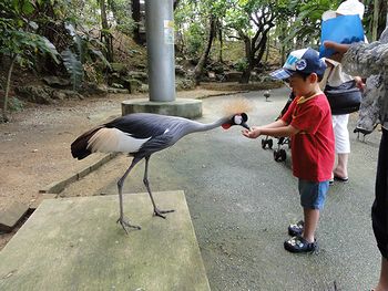 鳥にえさがあげれます
