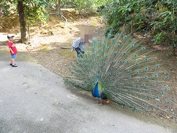 くじゃくがステキ