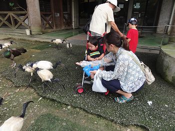 プクりんも餌付け体験