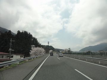 まだまだ桜が見られます