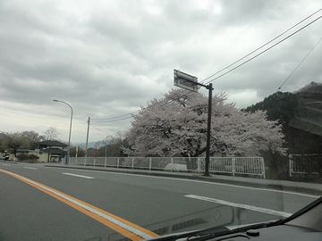 桜を見ながら