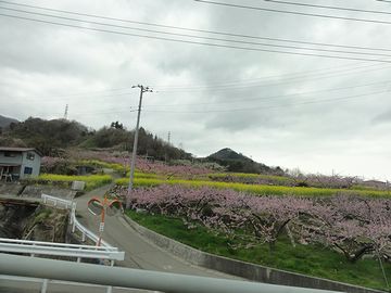 桃の花と菜の花