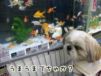 金魚とガク