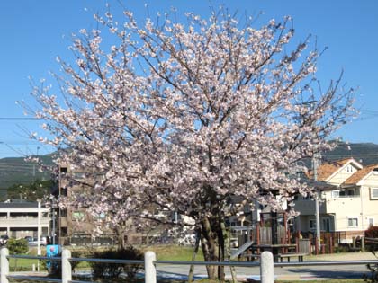 桜満開
