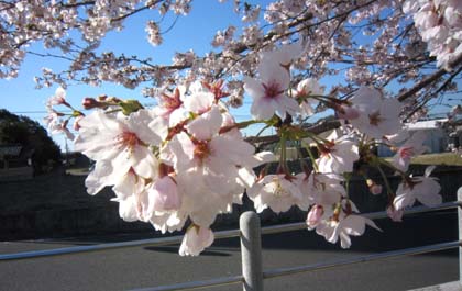 桜満開