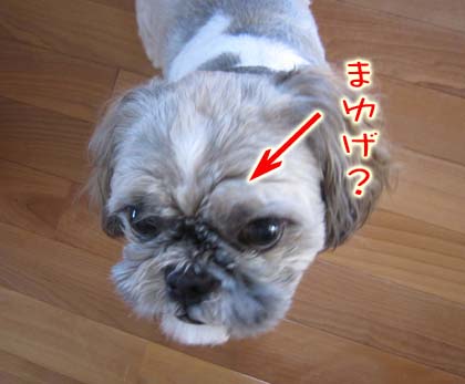 犬のまゆげ