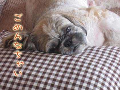 リラックマの犯人